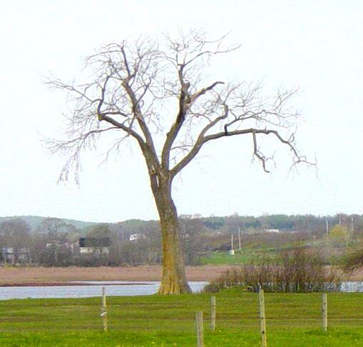 The dead tree at Horton Landing