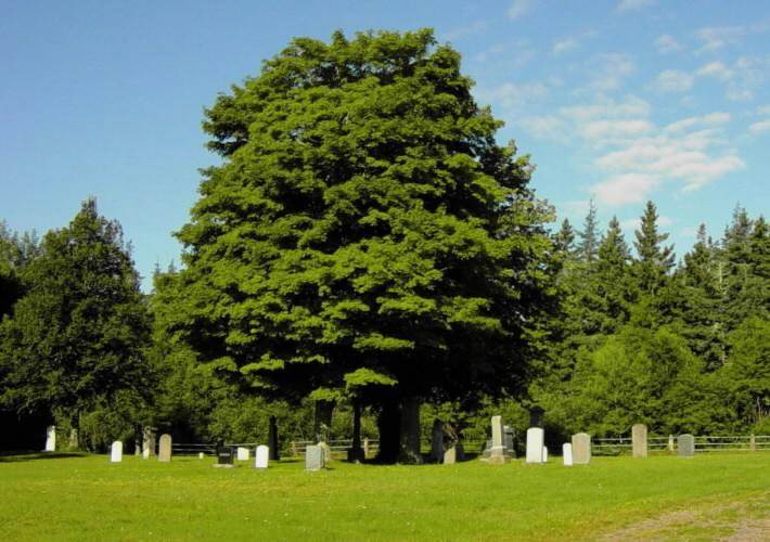 Minudie: Amos Peck Seaman tombstone